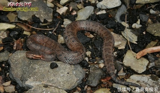 台湾烙铁头蛇 台湾特有蛇 体型小毒性很强 快资讯 台湾烙铁头蛇 台湾特有蛇 体型小毒性很强 快资讯