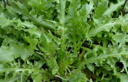 氨基酸|立秋过后,女性适合常吃3种食物,排毒清肠,延年益寿,有益健康