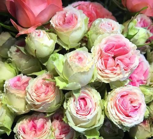  品种|邻居们都羡慕的月季，从不生病，四季都开花，花开双色，花量巨大