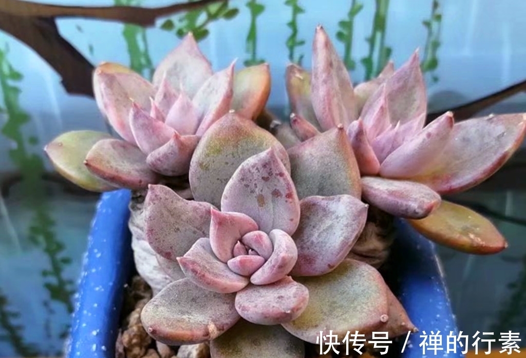 仙人掌科多肉|秋天到了，多肉进入旺盛生长阶段，还需要继续给多肉遮雨吗？