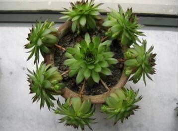 浇水|养“观音莲”,摘心之后,加点“料”,小观音莲层出不穷,易爆盆