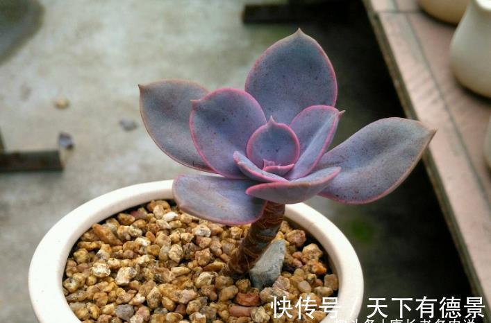 紫红色|多肉紫丁香株型不大，放在室内养会褪色，但露养则粉嘟嘟的很好看