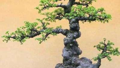 盆景|树桩盆景养护心得,造型、浇水、换盆这5点最关键