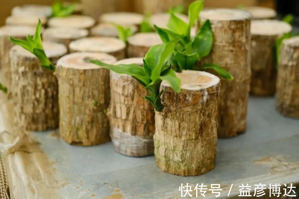 叶子|网上买的小木桩,泡水半个月,臭了还没长芽!