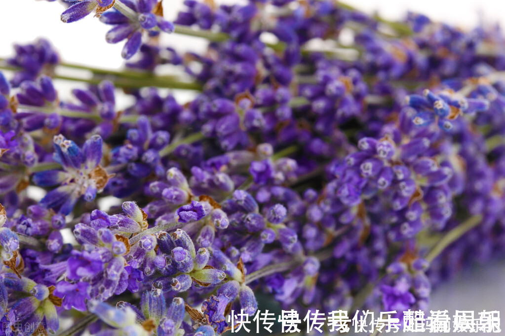 室内观叶|最适合卧室摆放的9种植物,清新素雅,安全无毒,还特好养活