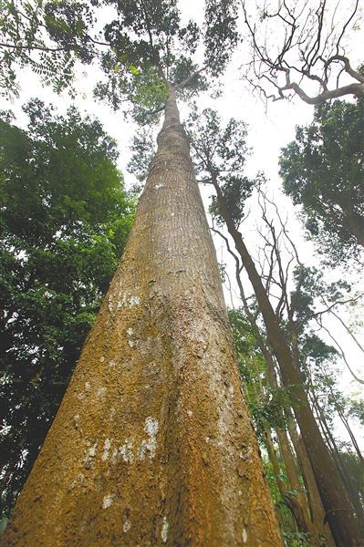 植物|海南热带雨林国家公园为生物多样性保护贡献“智慧”