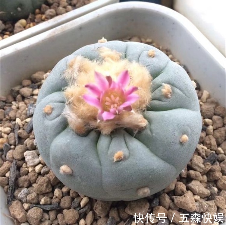 四种不宜养在室内的花，长得好看，却带毒，尽量别养在室内