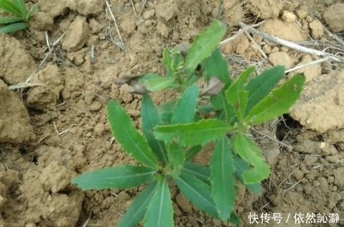 采摘|五月不能错过的几种野菜,清理肠胃好帮手,城里人抢着吃
