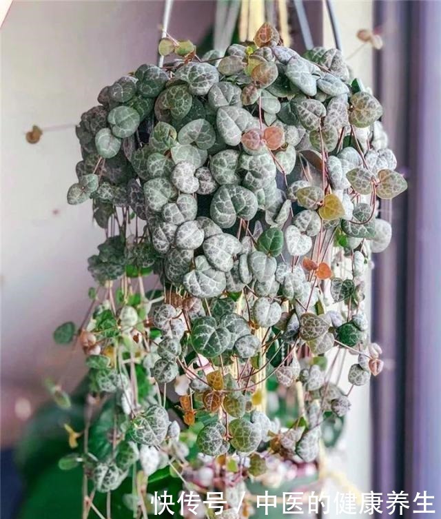 别养绿萝了,这20种耐阴植物,养在家里更合适!