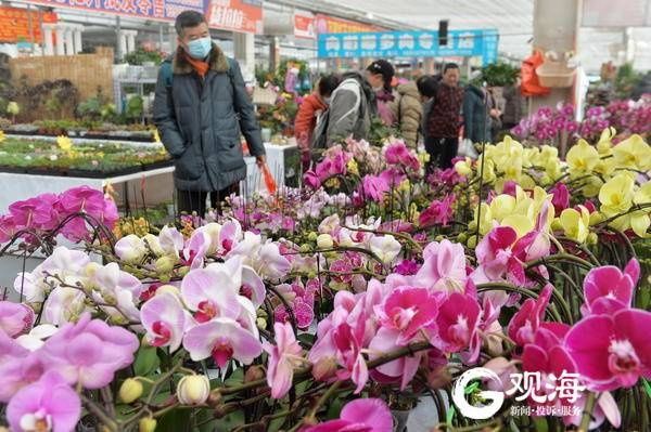 春节临近,青岛花卉市场又热闹起来了!