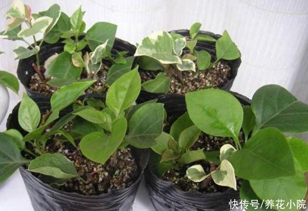成活率|扦插月季、三角梅，掌握4个“技巧”，20天长满根