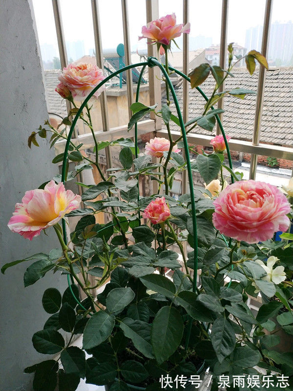 玫瑰|热爱菊花,不如养盆“优良玫瑰”香格里拉,花开美艳,芳香四溢