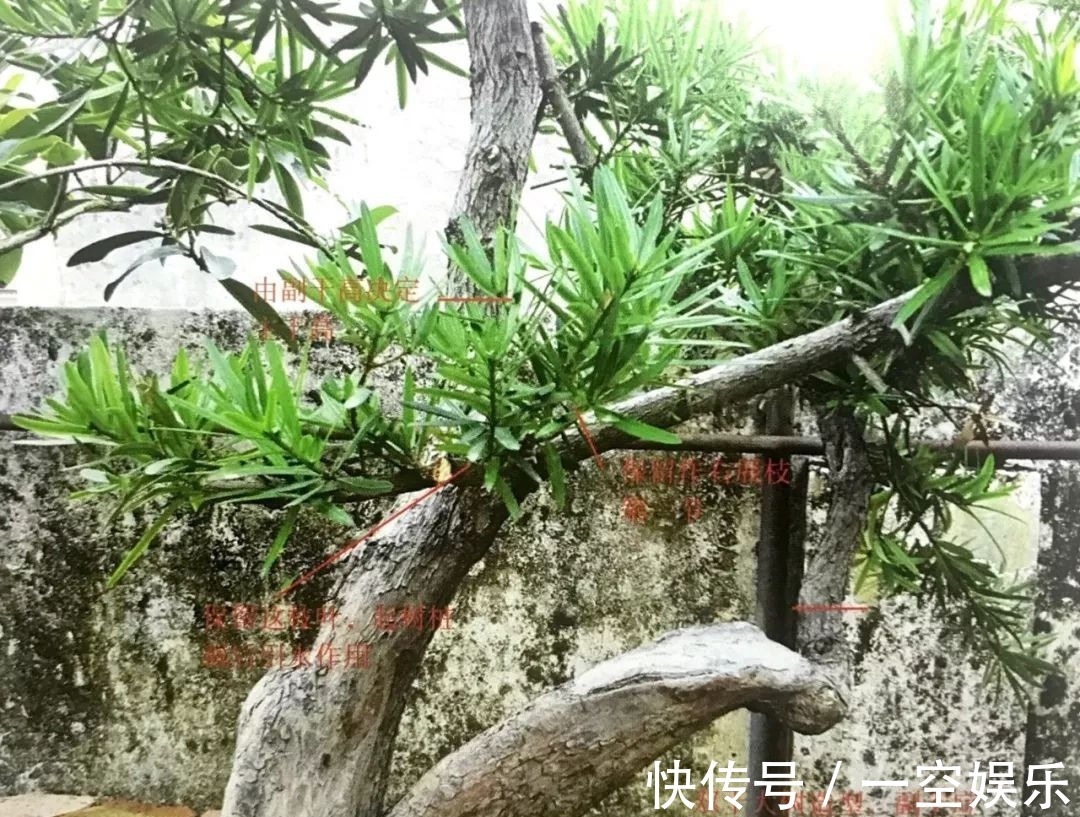 台友们|罗汉松芽接案例分享，台长教你玩出别出心裁的岭南盆景！