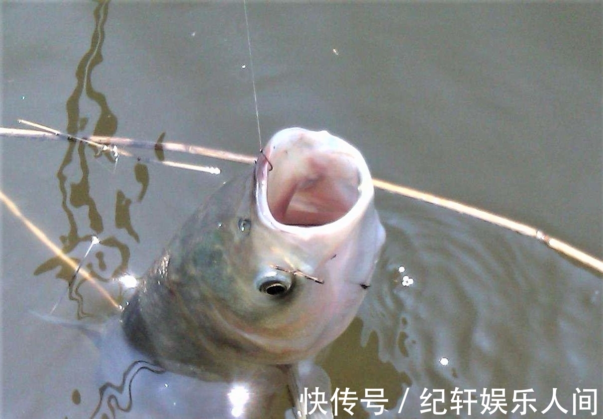 冬天鲢鳙都躲在哪里？天冷也可以钓鲢鳙吗？