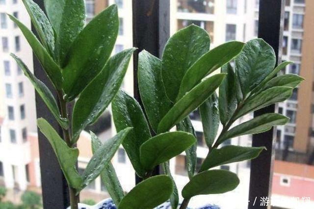  变高|客厅养护“金钱树”，2个方法学好了，16天冒新芽，植株变高！