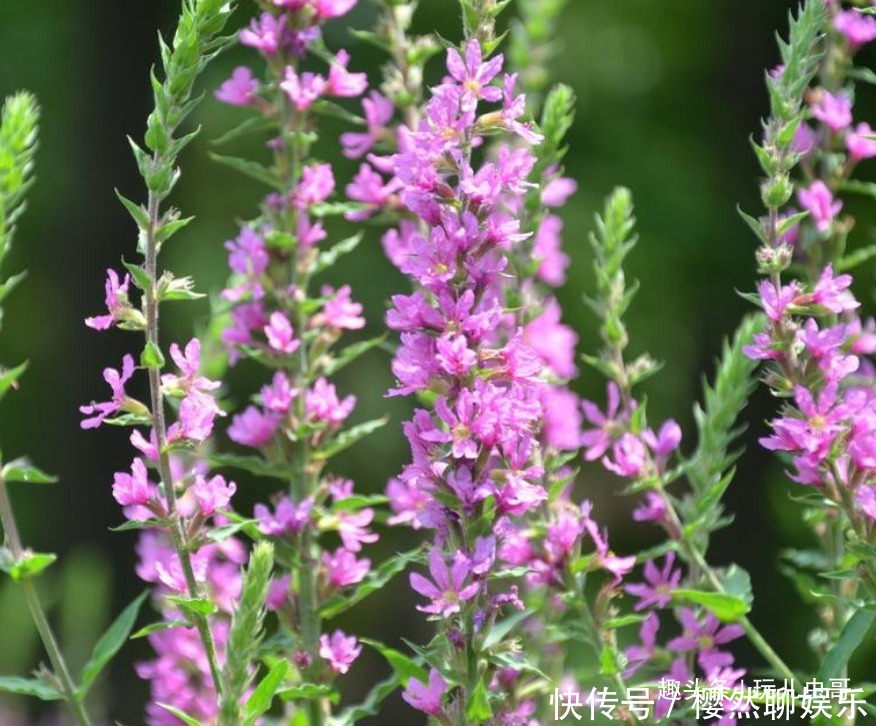 千屈菜清热凉血,抗菌抗炎,掌握三点,种出优质千屈菜来!