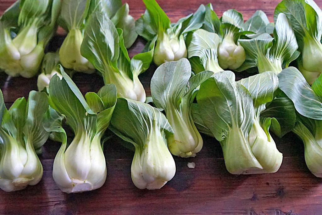  上海青|酸菜这样方法超简单，6天变酸，不易腐烂更加酸脆，自己腌够味道