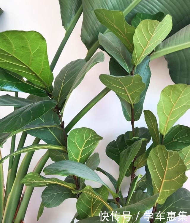 5种气质花超好养,家里养一盆,气质瞬间提好几度!