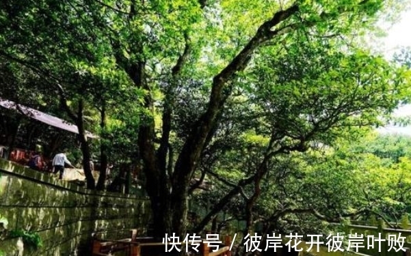 世界上唯一一颗“地球独子”,生长在我国境内,比大熊猫还珍贵