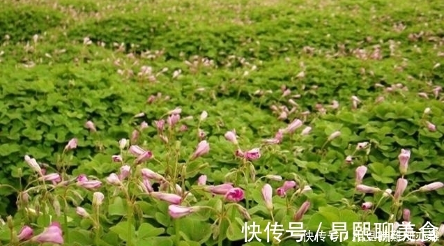 根部|在农村，小时候最喜欢一口吃掉它，据说几乎没有农村娃不认识它