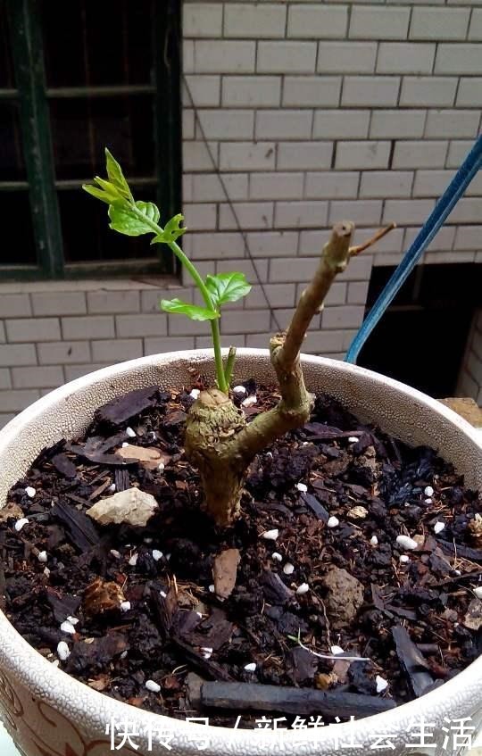 初冬茉莉花养粗正当时,温度控制好,根壮苗粗,来年花大花多!