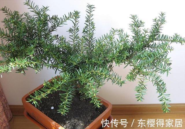 授粉|红豆杉只开花不结果,只要找准原因及时解决,满树结满红果果