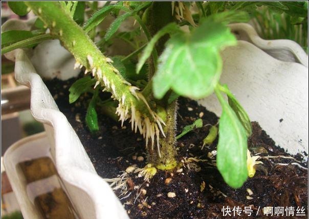 多肉长出“白胡子”这是“求救”的信号,别忽视!