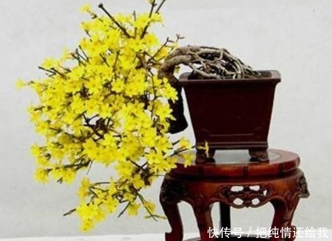 家里有庭院,最适合养3种花,沾土就能活,不易生病好养护