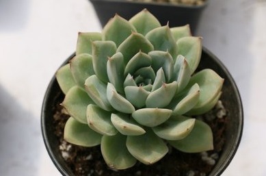 肯定有很多人都喜欢多肉植物吧,今天教你如何种植多肉植物!