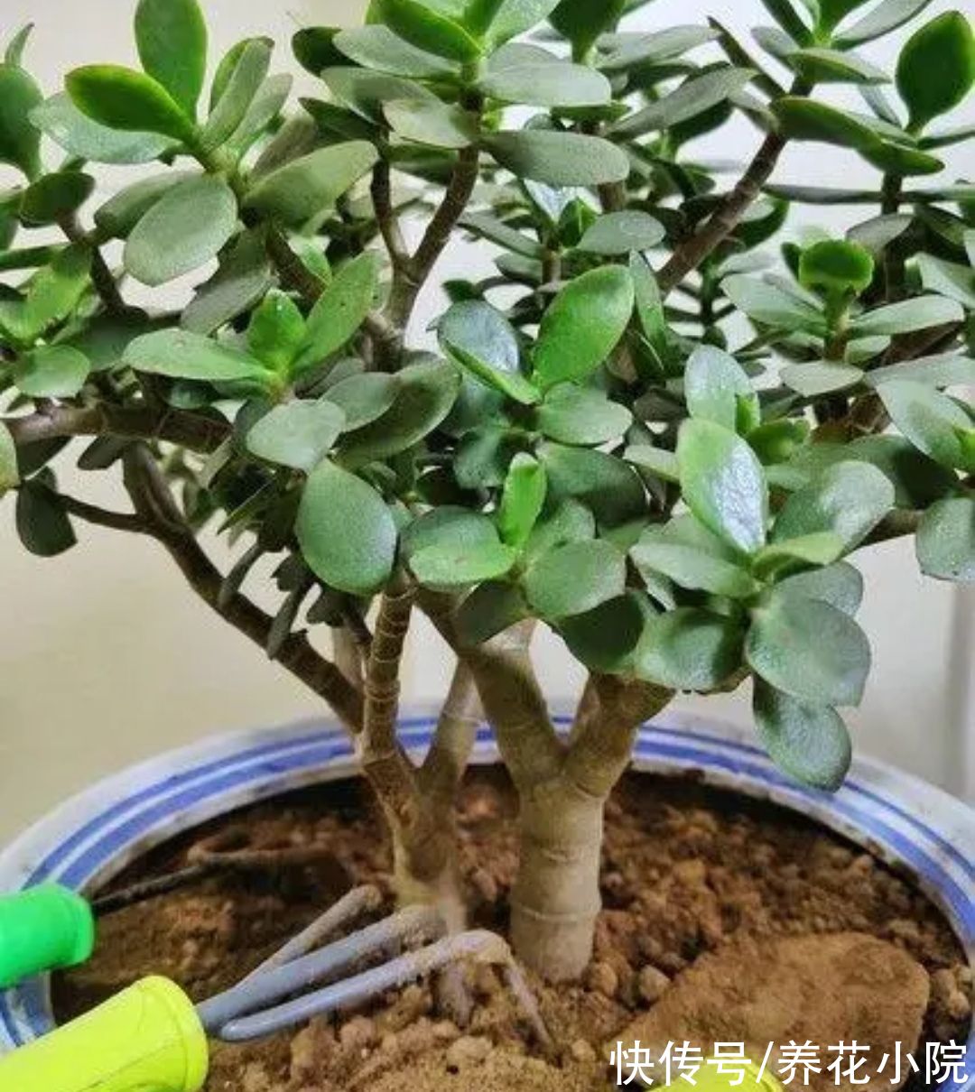 养玉树,5个关键点做好,生长速度快,长成粗壮盆景