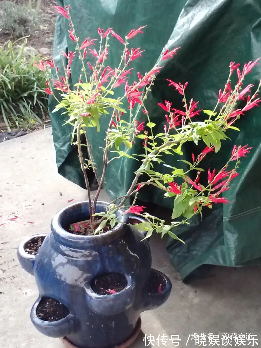 给家里多增添些热带风情,这12种红红火火的热带红花不可少