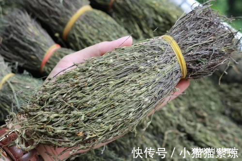 中药材|人称“孩儿草”，小时候挖来换零食，如今千元一斤，遇到要珍惜