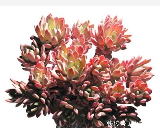 多肉植物|冬季,怎么养护多肉红卷叶上色快?
