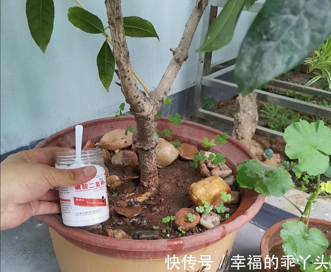 花盆儿|门前栽桂花长成“贵人树”