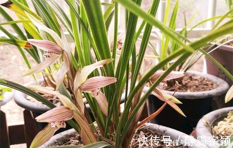 兰花爱喝这种“催花水”,什么淘米水、过期药都不如它,简单实用