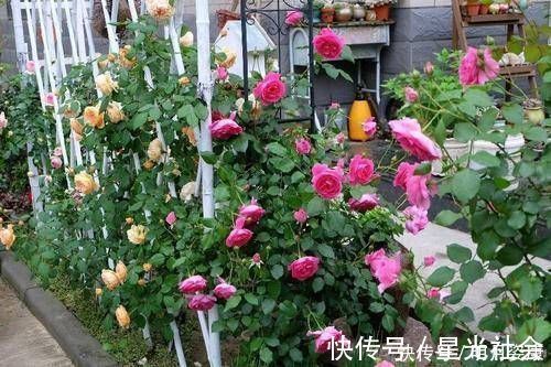 养护|有个小阳台不要错过4种花，春天猛长新叶和花苞，邻居看了都羡慕