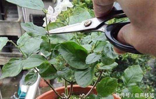 修剪|养花就养它,漂亮好养花期长,阳台摆一盆清香四溢,睡眠好