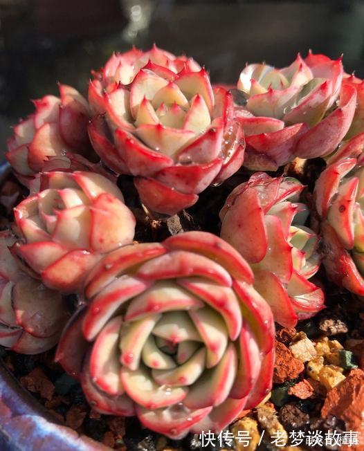 不要嫌弃奶油黄桃状态不好，接下来把5点做好，爆盆，上色不用愁