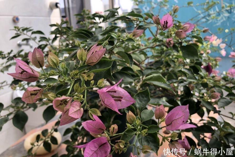 萌发|盆栽三角梅的培养方法很简单,做好3件事,植株壮实优美开花旺