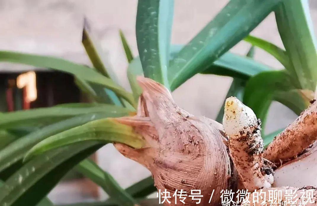 兰花茎腐病有特效药吗？兰友说：无非这3种，有效而且使用简单