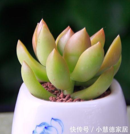 管它多肉普货还是贵货，能养出高颜值就是好货