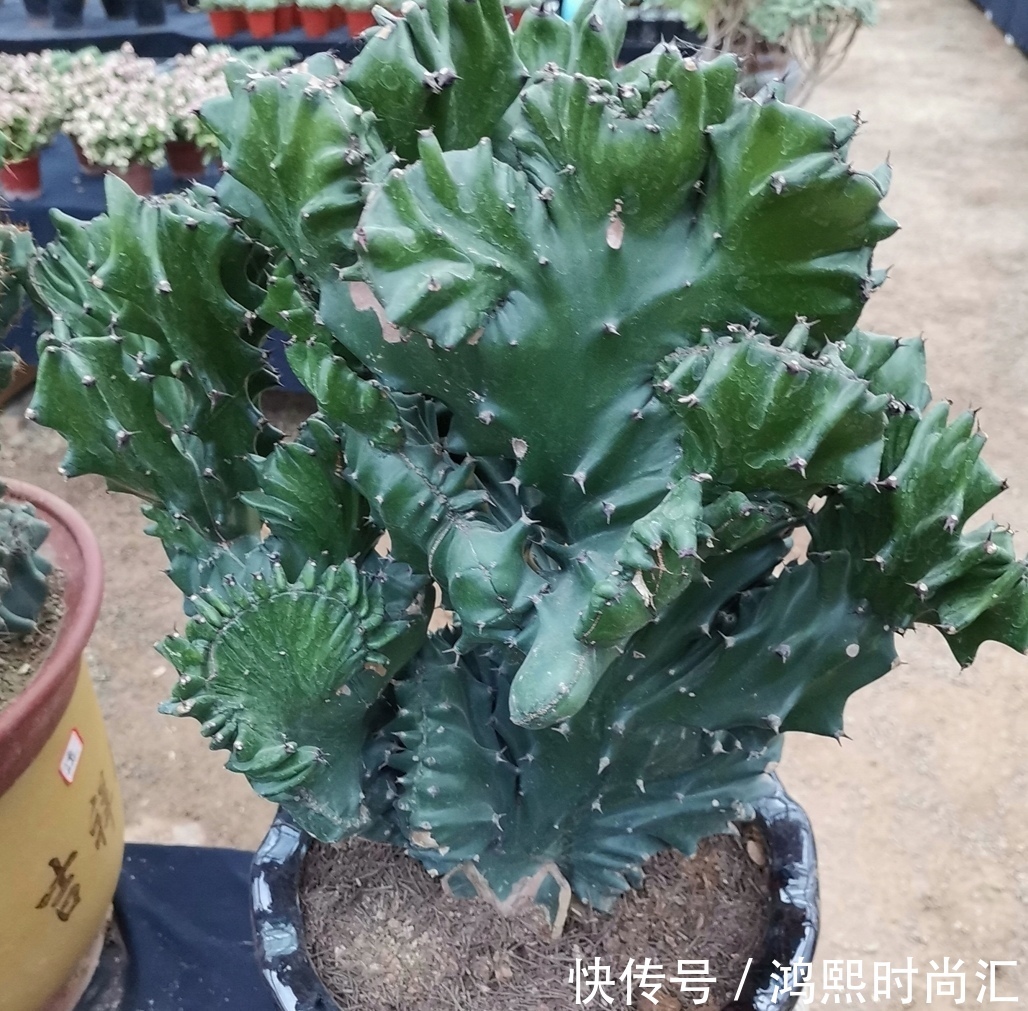 植株|6种花,植株体内含有毒成分,不适合摆放在室内