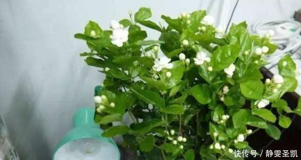 茉莉花刚萌芽，做好这些事，株型变漂亮，新芽出的多，开花一整年