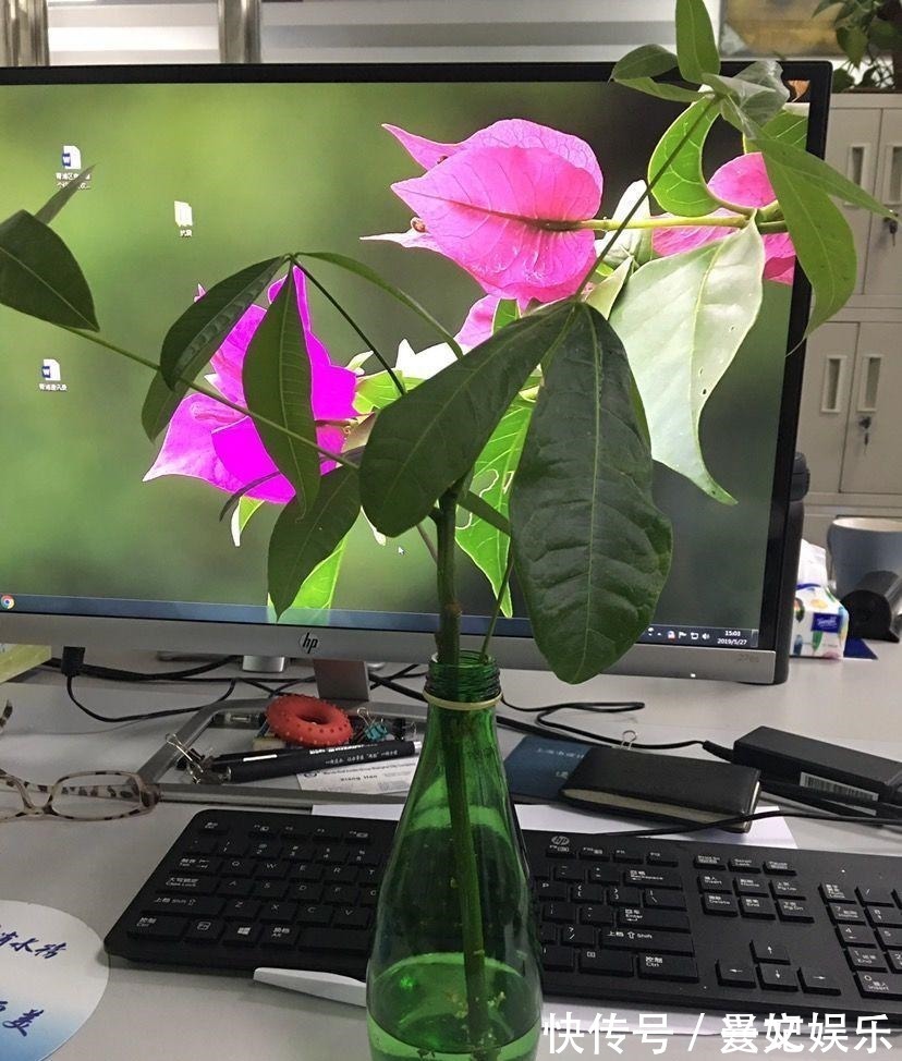 3种招财树,想养别花钱,掐个枝就生根,能得一大盆!