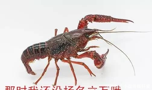 刘邦|汉高祖刘邦:从乡侠到皇帝