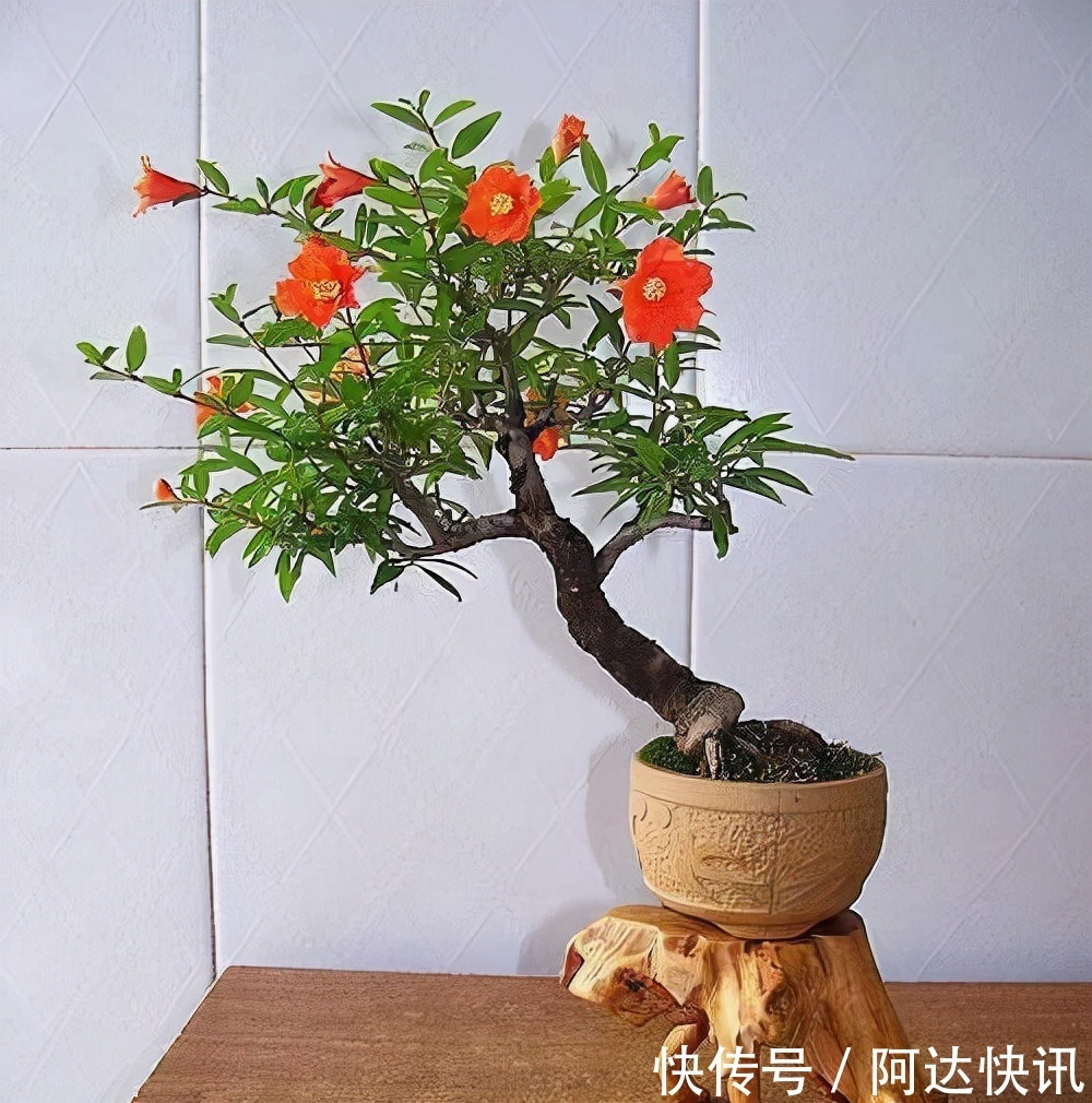 罗汉松|6种“吉祥树”，有地方建议种一棵，能吃能观赏，旺财镇宅样样行