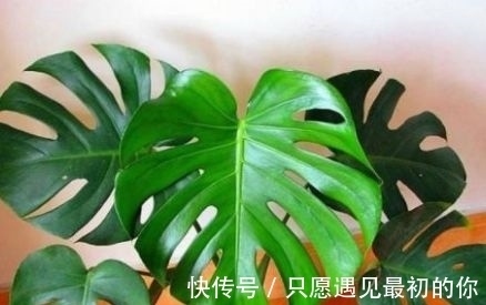 新手养花,不如养盆花中精品“蓝色妖姬”,花中新宠,气质端庄