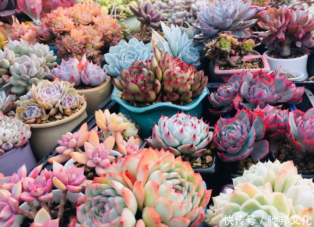 多肉要“安全”度夏,春天下功夫,养到膘肥体满,抗性好,不会挂