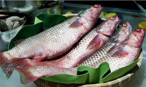 美味|被称为“开春第一鲜”的海鱼,年夜饭餐桌来一条,便宜美味寓意好