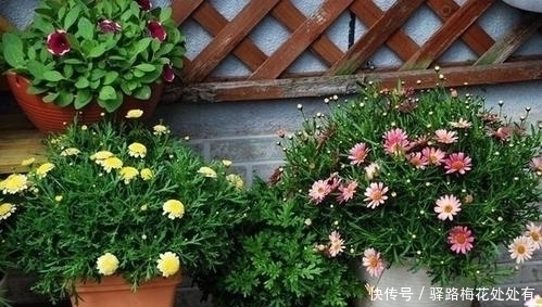 枝头|浇水前多做一件事,养花不烂根,花开满枝头,新手也会养